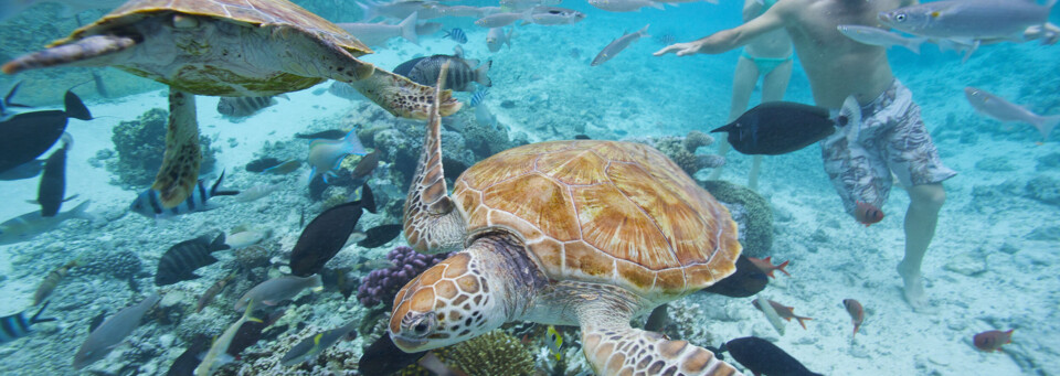 Schildkröten auf Tahiti