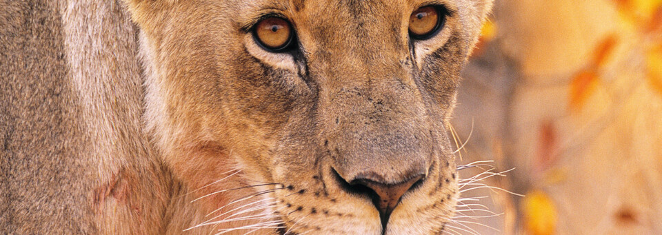 Löwin in Südafrika 