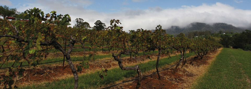 Weinregion im Hunter Valley New South Wales, Australien