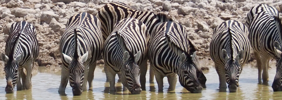 Reisebericht Namibia - Zebras im Etosha Nationalpark