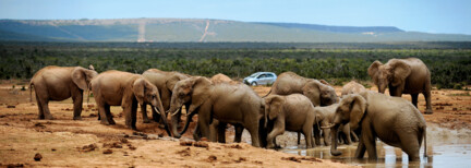 Gartenroute, Kleine Karoo & Addo Elephant Park
