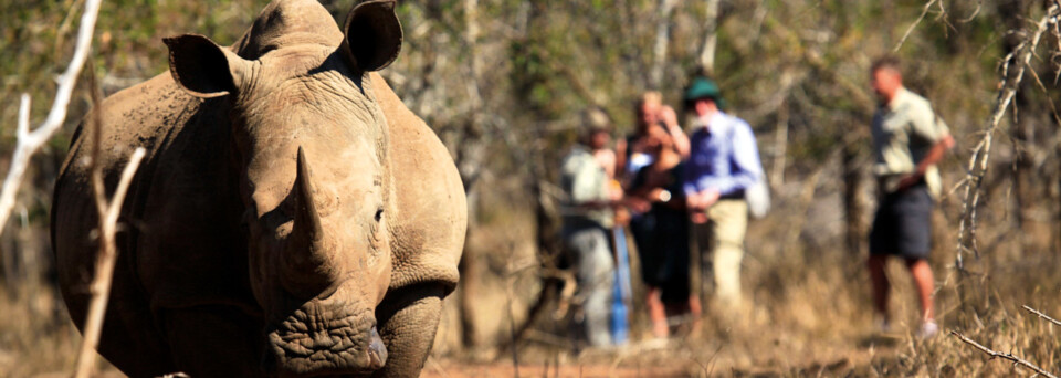 Nashorn Tracking im Matobo Nationalpark