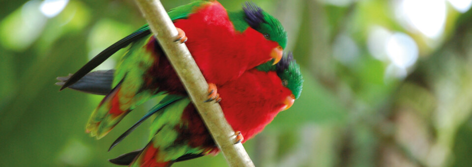 Vögel Atiu Villas Cook Islands