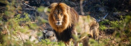 Kapstadt, Kruger-Nationalpark & Simbabwe