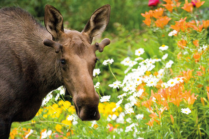Moose in Anchorage Alaska