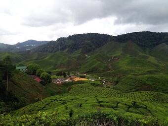 Reisebericht Malaysia - Cameron Highlands