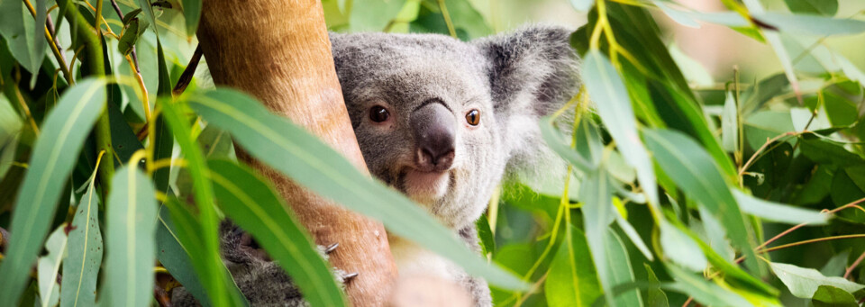 Koala Australien