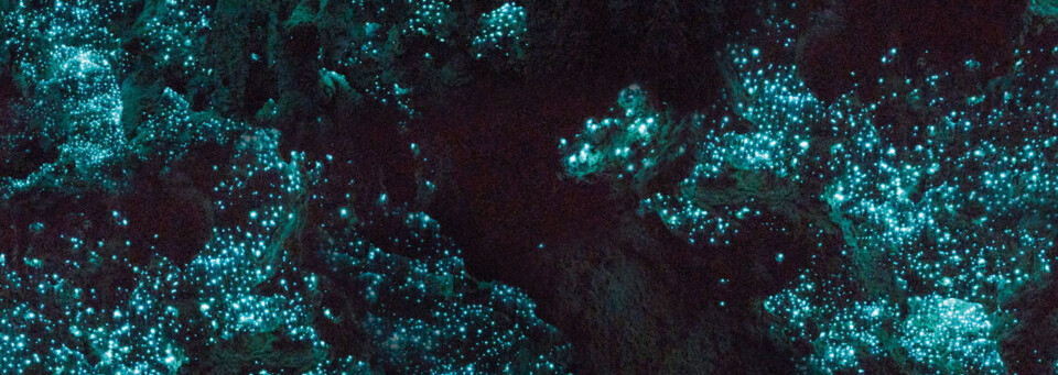 Glühwürmchen an Felswand - Waitomo Caves