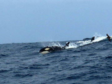 Orcas im Südpazifik südlich von Bremer Bay