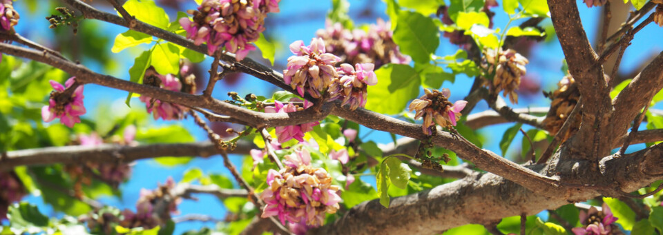 Baum mit Blüten