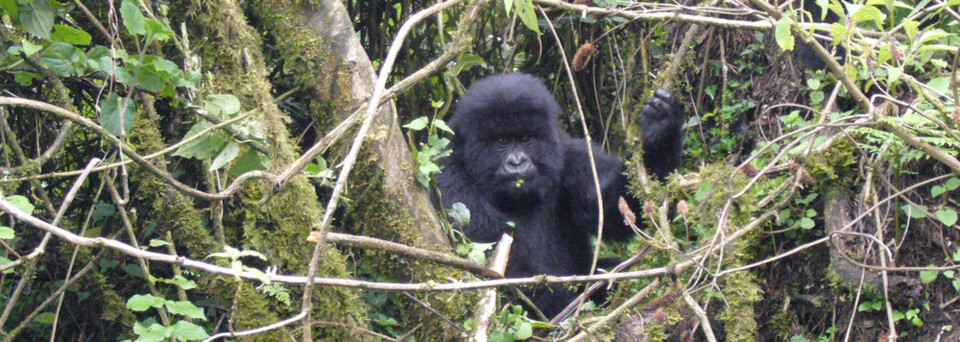 Gorilla Trekking: Gorilla in freier Wildbahn