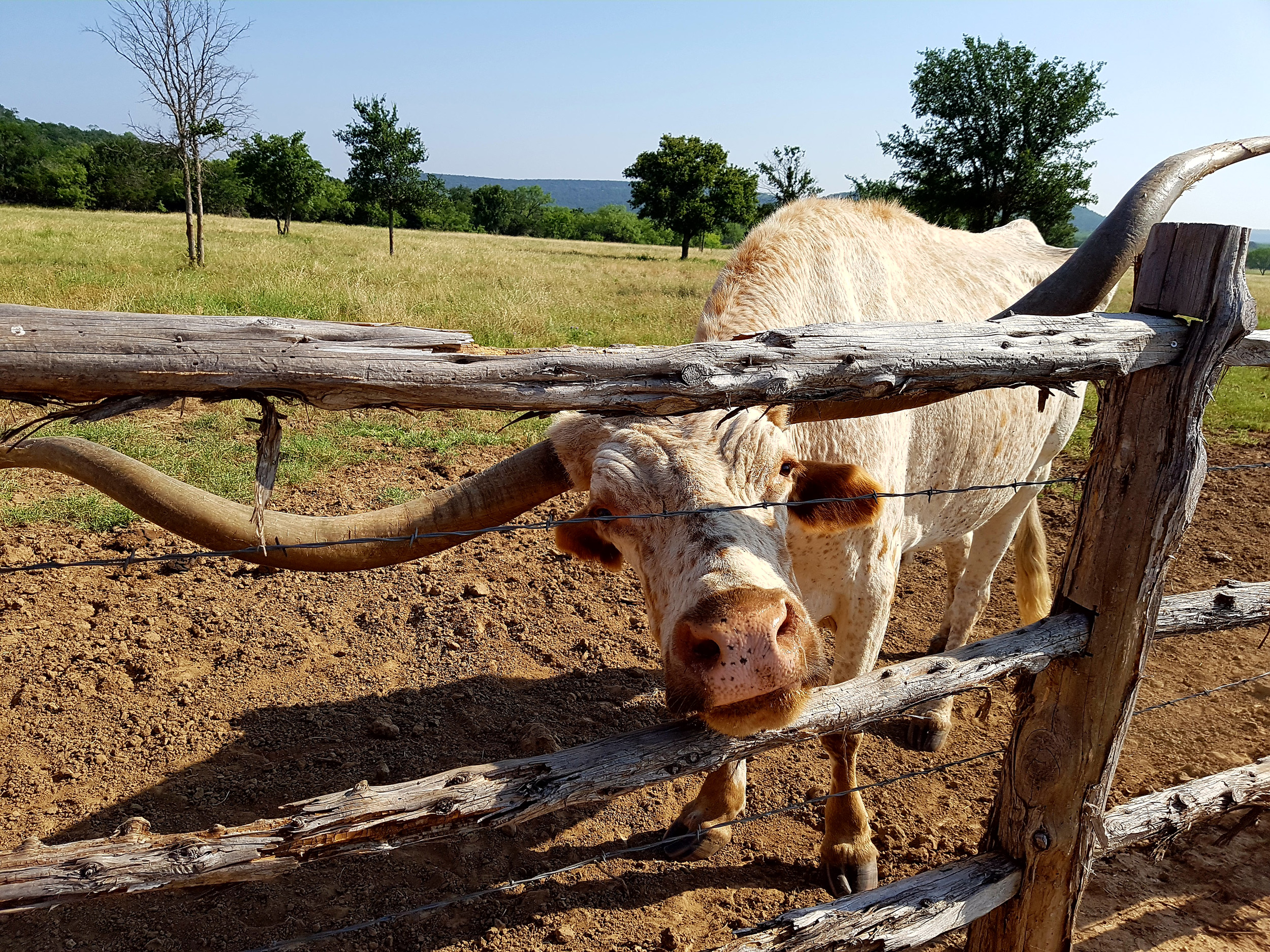 Texas Longhorn