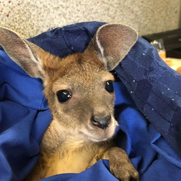 Reisebericht Australien: Känguru