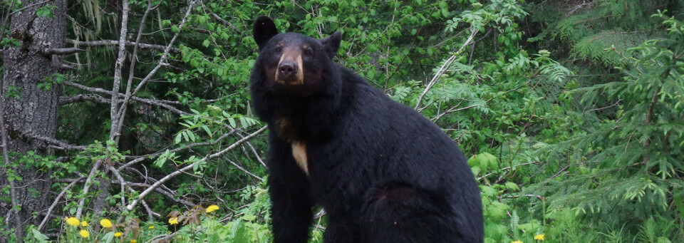 Bär im Wells Gray Provinvial Park