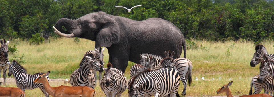 Tierwelt in Botswana