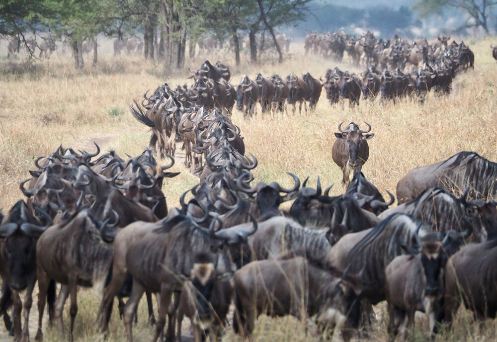 Gnu Herde im Serengeti