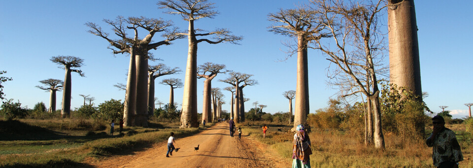 Baobab Allee in Morondava