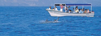 Delfin Beobachtung