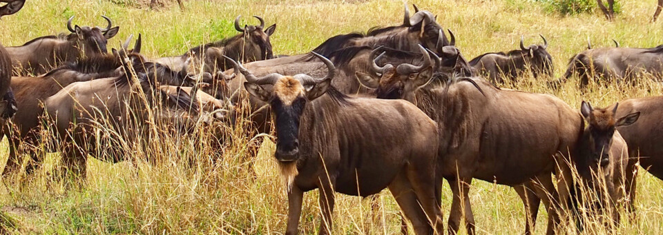 Gnus im Masai Mara Reservat