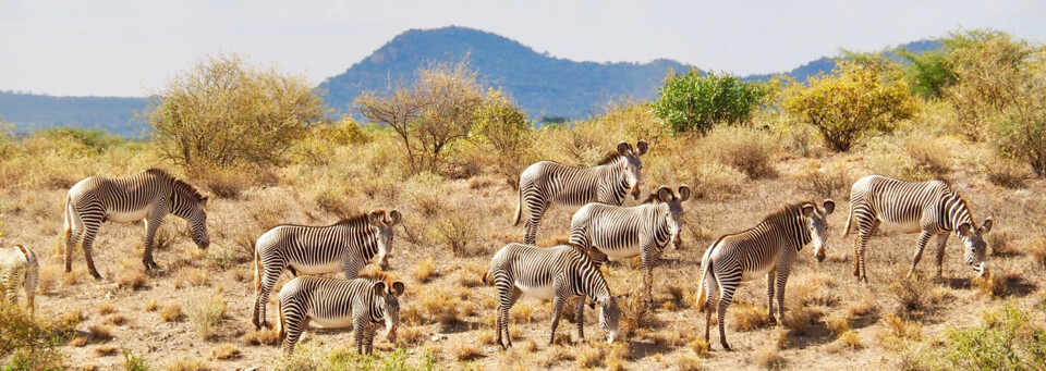 Zebras im Samburu Game Reserve