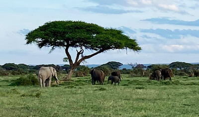 Eefanten im Amboseli Nationalpark, Kenia