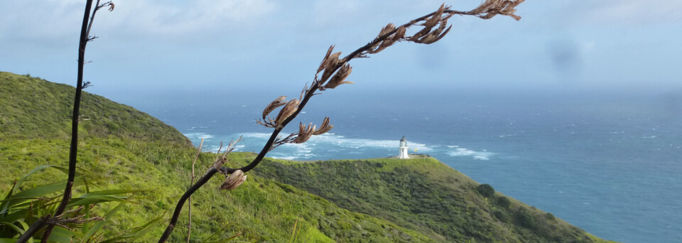 Reisebericht Neuseeland - Cape Reinga Leuchtturm