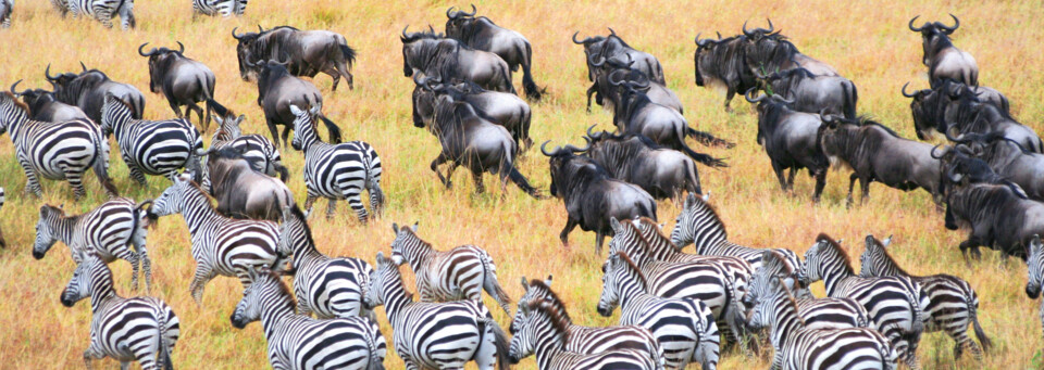 Zebra- und Gnuherde im Serengeti Nationalpark, Tansania