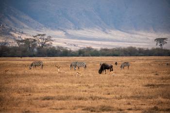 Ngorongoro Crater, Tansania