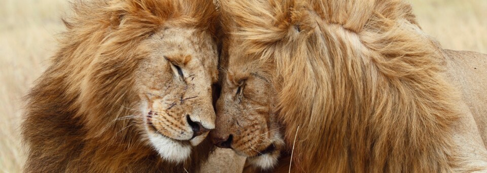 Maasai Mara Löwen