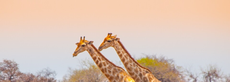 Etosha Nationalpark