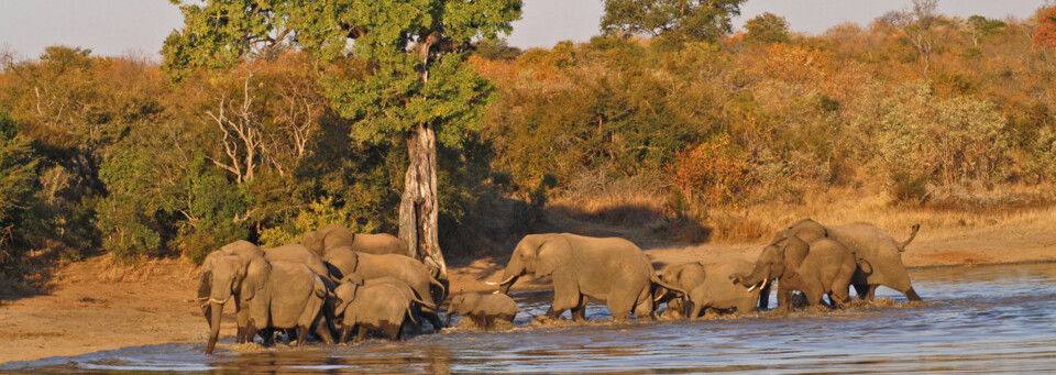 Elefanten am Wasserloch nahe des Shindzela Tented Safari Camp