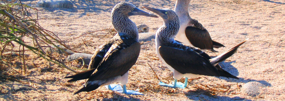 Blaufußtölpel Galápagos Inseln