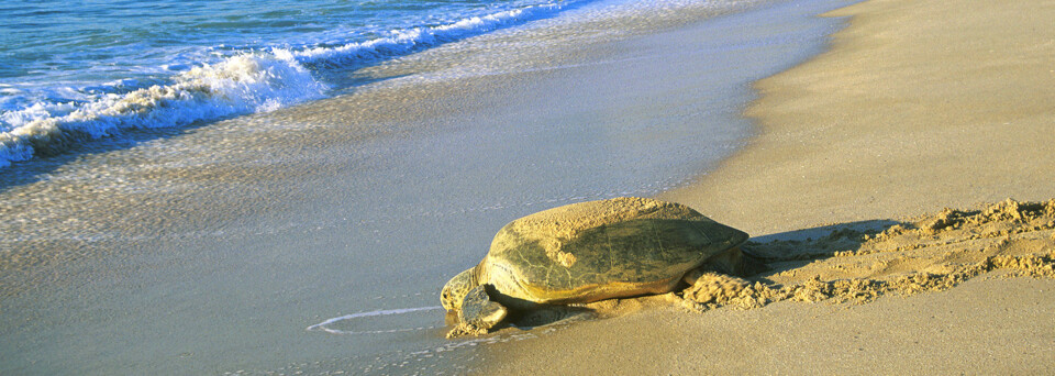 Schildkröte Strandufer Ras Al Jinz Turtle Reserve Sur