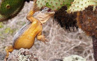 Galápagos Reisebericht - Landleguan auf Plaza Sur