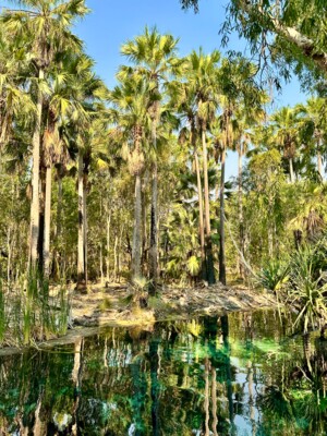 Reisebericht Australien - Bitter Springs