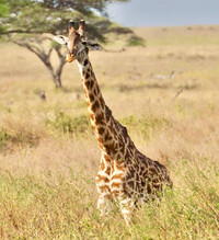 Giraffe im Serengeti Park