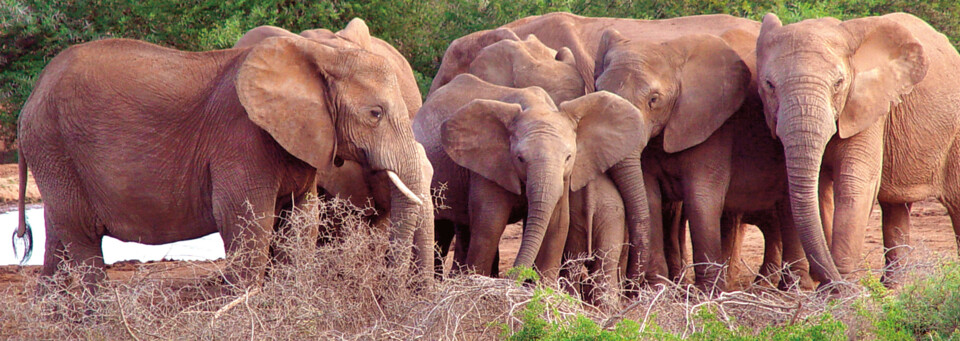 Elefantenherde im Addo Elefanten Nationalpark, Südafrika