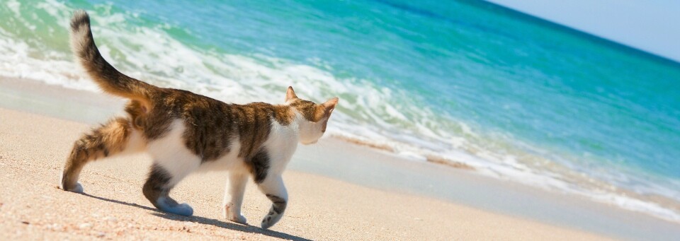 Cat Island Bahamas