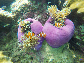 Reisebericht Malaysia - Insel Tioman Unterwasserwelt