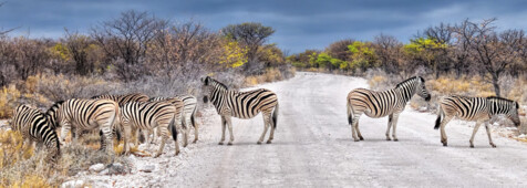 Zebras im Etosha Nationalpark