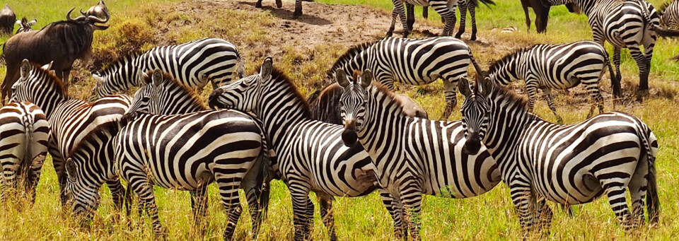 Zebras in Masai Mara