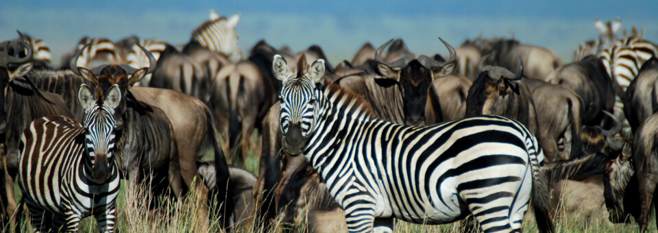 Zebraherde im Serengeti Nationalpark