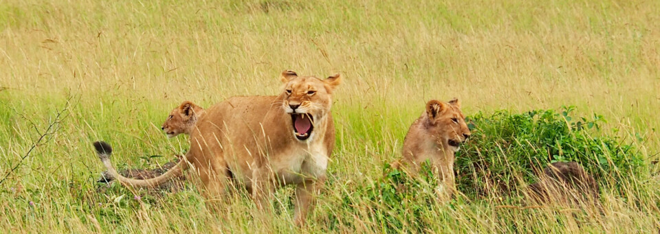 Löwen Masai Mara