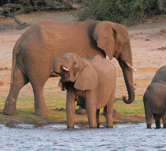 © Chobe Marina Lodge © Chobe Marina Lodge