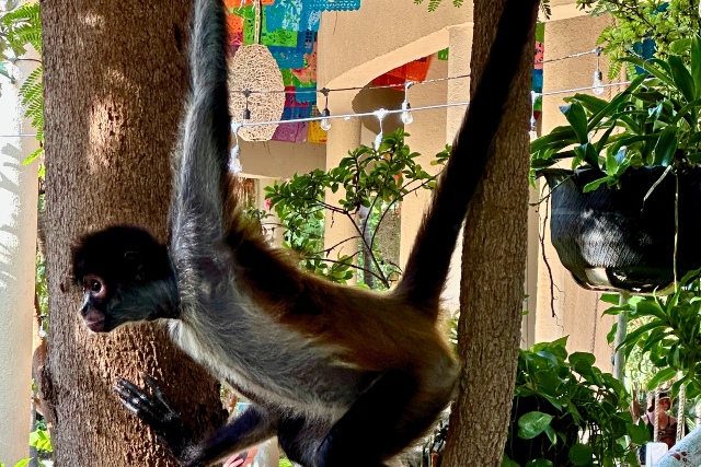 Klammeraffen auf der mexikanischen Yucatán-Halbinsel