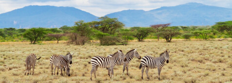 Zebras im Samburu Game Reserve