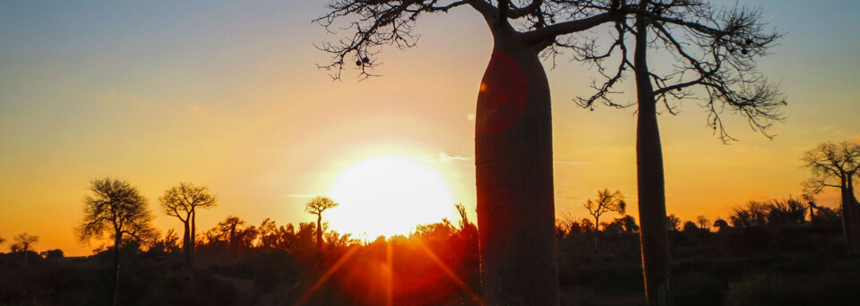 Baobab Baum bei Sonnenuntergang Fanomenzana