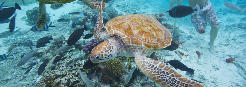 Bora Bora Wasserschildkröten und Fische