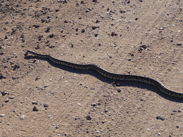 Bullsnake