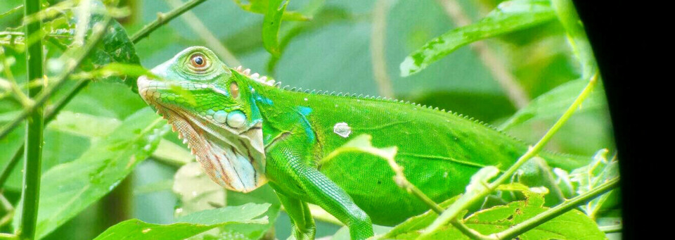 Reptil im Manuel Antonio NP